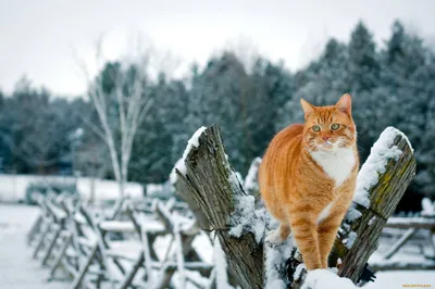 Коты зимой (53 фото) - 53 фото картинки