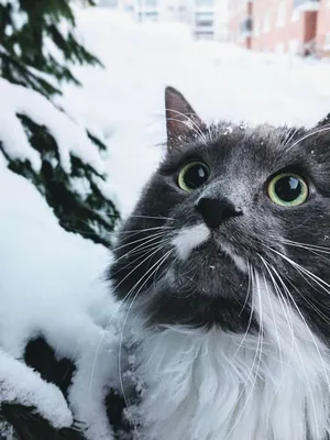 Скоро Новый Год - Наши котики к праздникам!. Photographer Etkind Elizabeth картинки