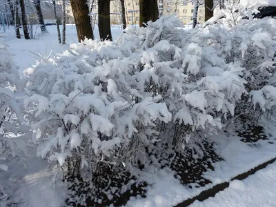 Не хочет уходить зима... ~ Открытка (плейкаст) картинки