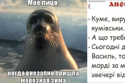 зима пришла / смешные картинки и другие приколы: комиксы, гиф анимация,  видео, лучший интеллектуальный юмор. картинки