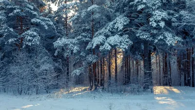 Обои лес, зима, снег, деревья, зимний пейзаж картинки на рабочий стол, фото  скачать бесплатно картинки