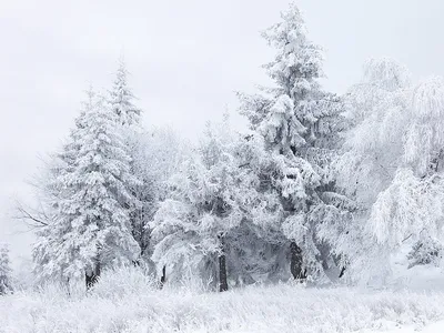 Снег — Википедия картинки