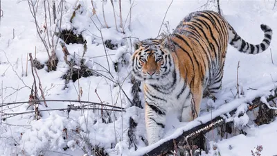 Скачать обои тигр, снег, зима, животное, snow tiger разрешение 1920x1200  #6713 картинки