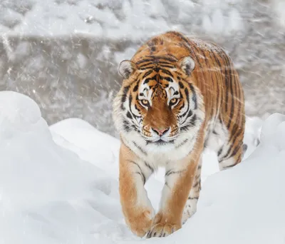 Photos Tigers Big cats Winter Snow Glance animal картинки