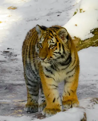 Скачать обои зима, снег, хищник, большая кошка, амурский тигр, раздел  животные в разрешении 1920x1080 картинки