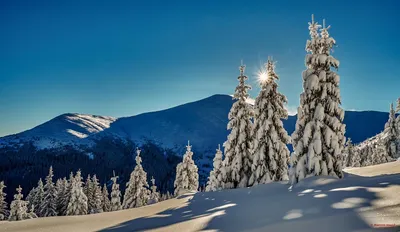 Фото Карпаты Украина ели гора Зима Природа снега Дома картинки