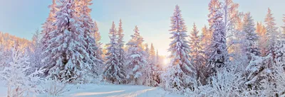 Тимирязевский - Зима в марте ❄ Соседка Вера (📸midory279) засняла наш  Тимирязевский лес.. Интересно, весна вообще планирует наступать?))  #просторы_тимки | Facebook картинки