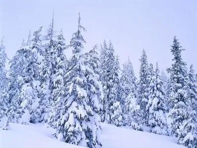 Картины по номерам - ЗИМНЕЕ УТРО ❄❄❄ За окном +35 и выше а я показываю зиму  🙂 Начните рисоватт зиму и вам будет легче перенести жару 😍 ❄❄❄ Для заказа  пишите в картинки