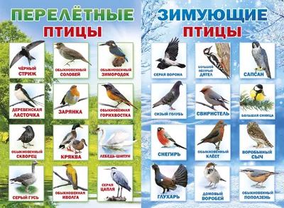 Картинки перелетные птицы весной с названиями для детей (66 фото) »  Картинки и статусы про окружающий мир вокруг картинки