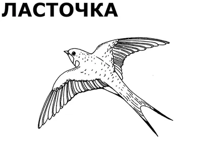 Раскраски Птицы зимующие и перелетные (28 шт.) - скачать или распечатать  бесплатно #15450 картинки