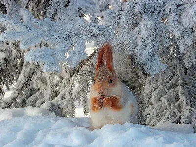 Звери зимой photo of the National …» — создано в Шедевруме картинки