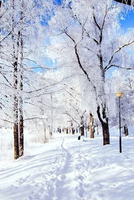 Зимние картинки на телефон на заставку скачать бесплатно (53 фото) ⋆  GifFun.ru | Winter snow wallpaper, Winter wallpaper, Free winter wallpaper картинки