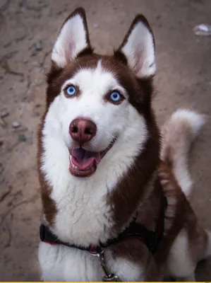 фото приколы | Cão husky siberiano, Siberian husky, Caes racas картинки