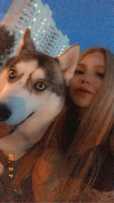 хаски (husky, сибирская хаски, сибирский хаски, ) :: питомец :: фото ::  собакен / смешные картинки и другие приколы: комиксы, гиф анимация, видео,  лучший интеллектуальный юмор. картинки