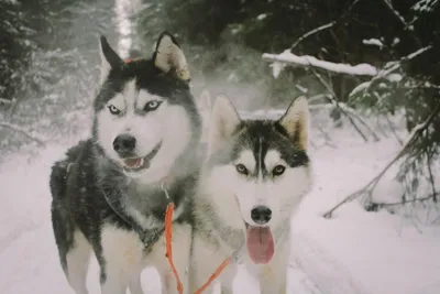 хаски (husky, сибирская хаски, сибирский хаски, ) :: собака / смешные  картинки и другие приколы: комиксы, гиф анимация, видео, лучший  интеллектуальный юмор. картинки