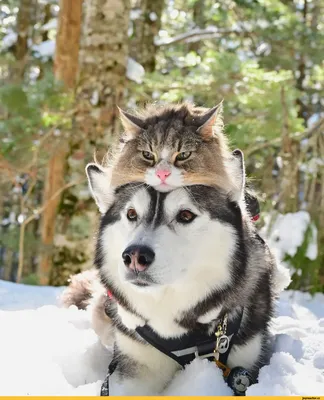 хаски (husky, сибирская хаски, сибирский хаски, ) :: шапка из кота ::  собака (собакен, песель, пес) :: котэ (прикольные картинки с кошками) /  смешные картинки и другие приколы: комиксы, гиф анимация, видео, лучший  интеллектуальный юмор. картинки