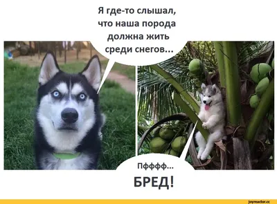 Ключница \"Хаски\" в интернет-магазине Ярмарка Мастеров по цене 850 ₽ –  TAK74RU | Ключницы настенные, Бийск - доставка по России картинки