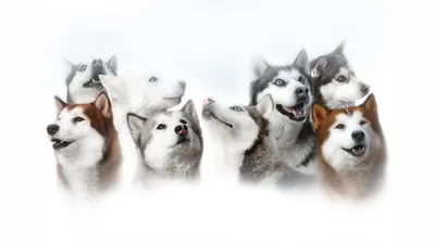 Welcome to learnaboutpetinsurance.com | Siberian husky, Husky, Siberian  husky dog картинки