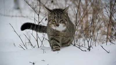 Салат з огірків на зиму без стерилізації за рецептом Євгена Клопотенка картинки