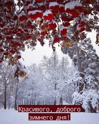 Хорошего дня зима кофе (много фото) - treepics.ru картинки