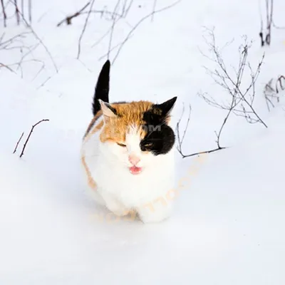 Зимний кот. Хотя скорее кошка #cat #winter #snow #snowdrift #кот #зима  #снег #сугроб | Pets, Cats, Animals картинки