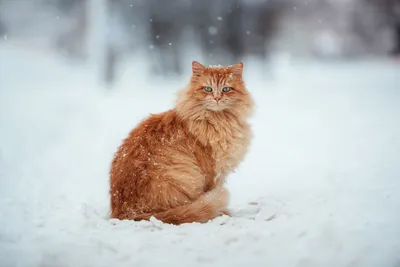 Рыжий кот в зимних декорациях. Фотограф Сальников Евгений картинки