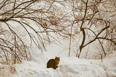 Кот ,зима,лед, замершая река. …» — создано в Шедевруме картинки