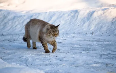 Кот зимой. Москва — Фото №1439387 картинки