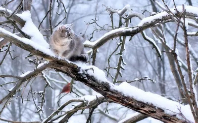 кошка во время снегопада, картина зимнего кота, кошка, зима фон картинки и  Фото для бесплатной загрузки картинки