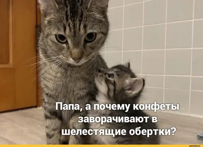 КотоФото - Милашные котики в картинках | Анекдоты , картинки - для поднятия  настроения | Дзен картинки