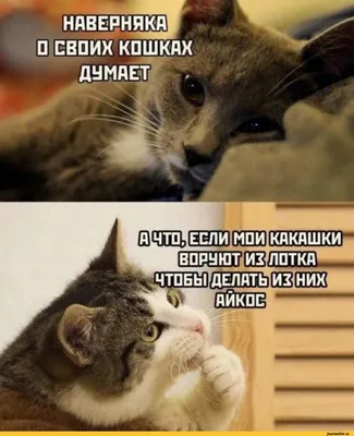 Бывает 🤣🤣 #юмор #юморжизни #смешно #приколы #котики #смешныеживотные  #жизненно | Instagram картинки