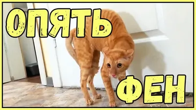 заводские котики :: Dirt (кот) :: котэ (прикольные картинки с кошками) /  смешные картинки и другие приколы: комиксы, гиф анимация, видео, лучший  интеллектуальный юмор. картинки