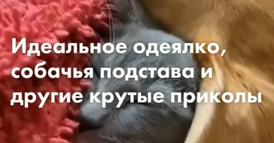 реки #хочувреки #мемы #рофлы #приколы #смешныевидео #fpt #fyp #fypage... |  Funny Memes Videos | TikTok картинки