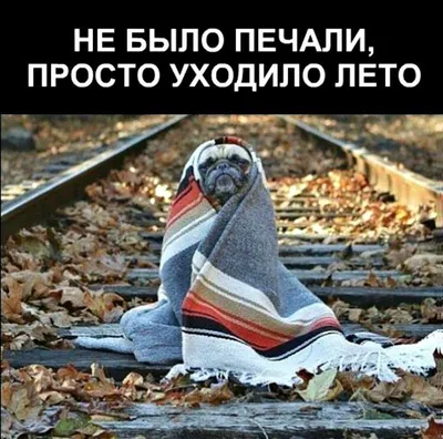 лето прошло - как сон #животные #собаки | Dog memes, Pugs, Animal memes картинки