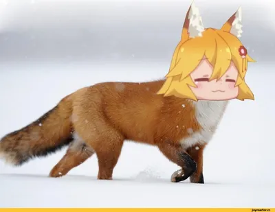 Senko (Sewayaki Kitsune no Senko-san) :: Sewayaki Kitsune no Senko-san ::  Лиса :: фэндомы :: Anime (Аниме) / картинки, гифки, прикольные комиксы,  интересные статьи по теме. картинки