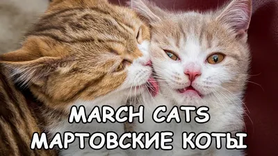 Мартовские коты 2016 - March cats - Песни и драки - YouTube картинки