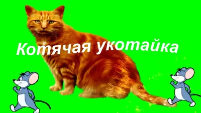 Мартовские коты 3 !!! | КотоМаниЯ | Дзен картинки