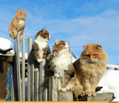 деревенский кот :: коты прилетели :: котэ (прикольные картинки с кошками) /  смешные картинки и другие приколы: комиксы, гиф анимация, видео, лучший  интеллектуальный юмор. картинки