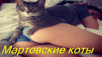 Кошачий демон | Пикабу картинки