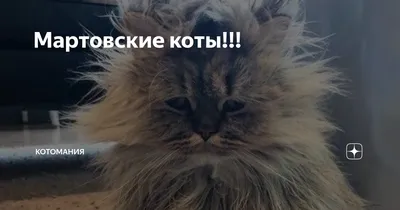 Мартовские коты!!! | КотоМаниЯ | Дзен картинки