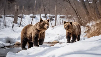 ❄️ Охота на медведя в берлоге зимой: сроки, способы, подготовка и  снаряжение|GetHunt картинки