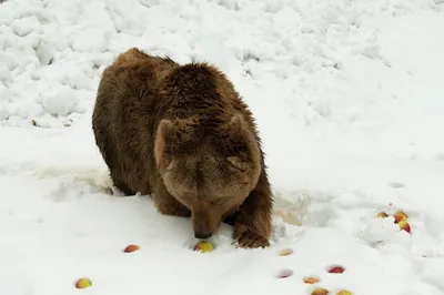 Скачать обои зима, медведь, тайга, бурый, winter разрешение 1600x1200  #105256 картинки