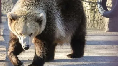 Новичок Shebear и медведя зимой Стоковое Изображение - изображение  насчитывающей мало, мать: 187822061 картинки