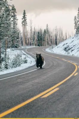 🐻 «Почему медведь зимой спит» картинки