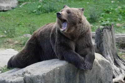 Новички Hebear и медведя зимой. Стоковое Изображение - изображение  насчитывающей млекопитающие, мало: 188622495 картинки