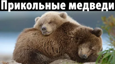 bear / смешные картинки и другие приколы: комиксы, гиф анимация, видео,  лучший интеллектуальный юмор. картинки