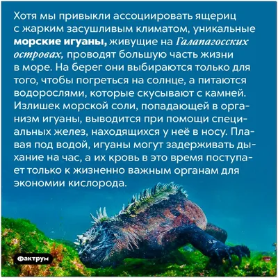 Прикольные картинки с надписями и морская звезда | Mixnews картинки