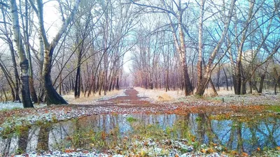 Начало зимы в Академгородке | photo-kwi.ru картинки