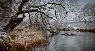 Начало зимы : первый снег , Beginning of winter: the first snow | Пейзажи,  Зима, Природа картинки