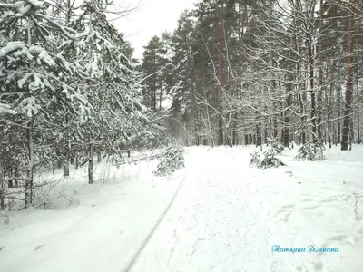 Начало зимы / фото картинки